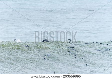 Cape Fur Seals Arctocephalus pusillus playing in the waves at Cape Cross on the Skeleton Coast of Namibia