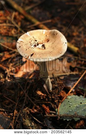 Gymnopus peronatus/ This is inedible mushroom - gymnopus peronatus.