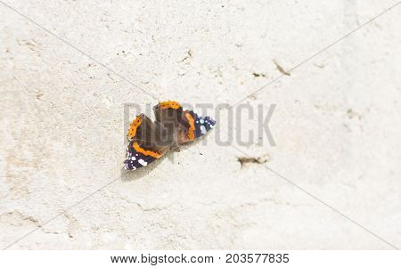 colorful butterfly sitting on a concrete wall