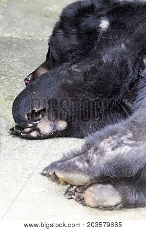 Paws Of A Sleeping Black Himalayan Bear, Hiding From The Hot Sun In The Shade