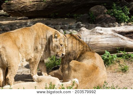 Lion Pride Rests After Hunting