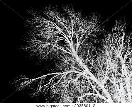 bare tree branches on a black background