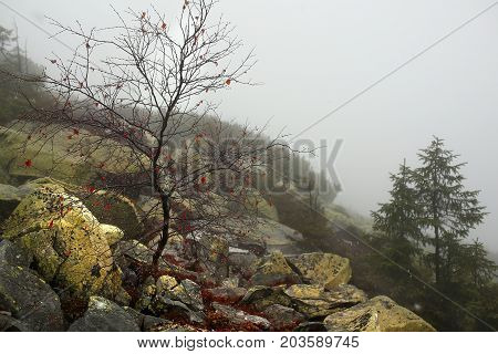 Strong beautiful fog in the forest. Rainy misty weather. Wet trail in the forest