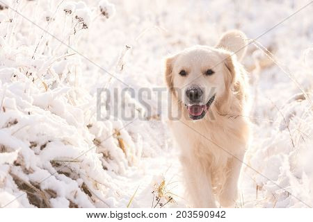 Golden Retriever Dog Playing In The Snow Field, A Dog In The Winter In The Snow