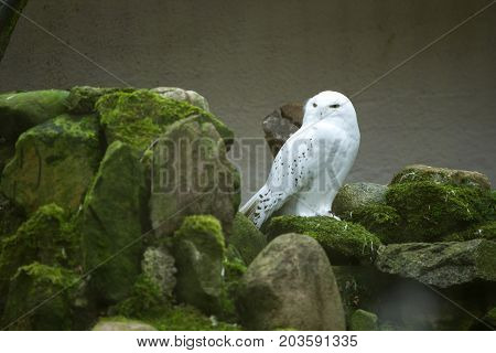 Snowy Owl At The Zoo In A Cage On A Branch