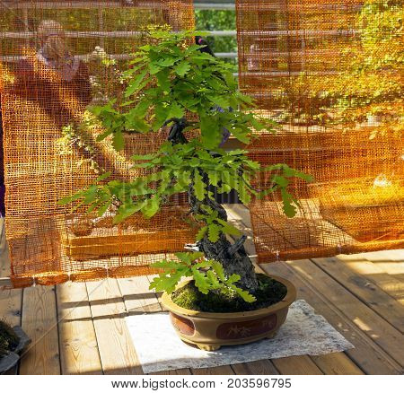 English Oak - Bonsai In The Style Of 