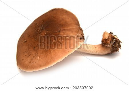 pluteus cervinus mushroom isolated on white background