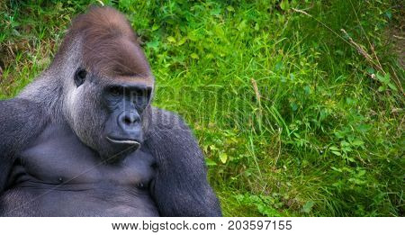 Silverback gorilla relaxing and loogking proud at camera