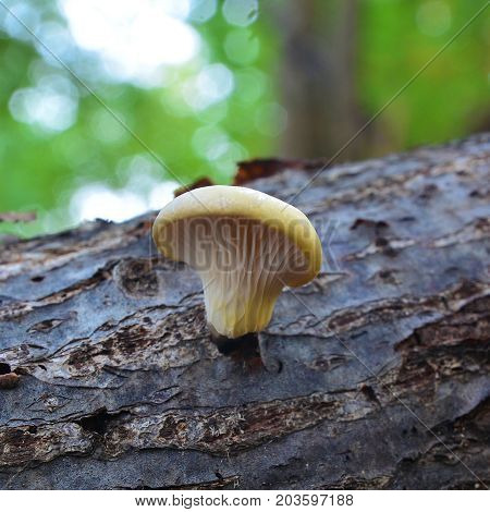 pleurotus pulmonarius mushroom on a tree log oyster mushroom