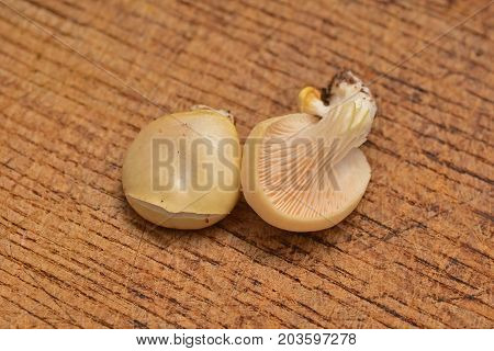 pleurotus pulmonarius mushrooms on the table oyster mushroom