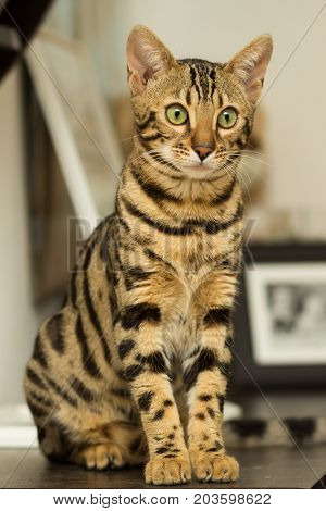 Bengal cat breed at the age of 5 months sitting on the bedside table
