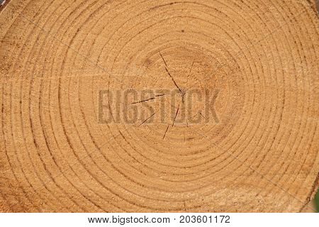 Cut surface at a felled tree showing annual rings - close-up