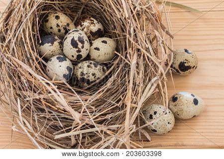 quail eggs in a nest and laid out around it border on wooden background.
