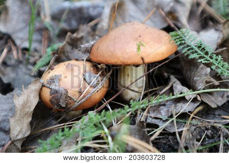 Two young slippery jack mushrooms on a fall day.