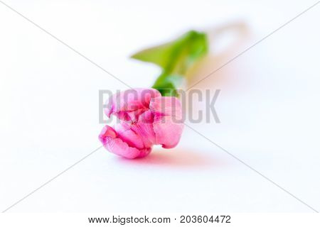 Close Up Of Pink Tulip On White Background.