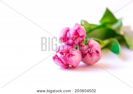 Close up of pink tulips on white background.