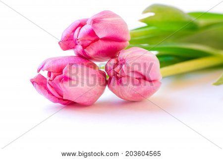 Close Up Of Pink Tulips On White Background.