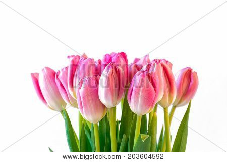 Close up of ink tulips on white background.
