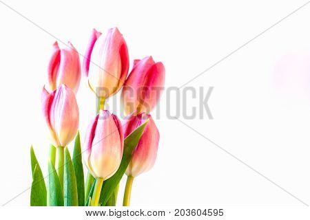 Close Up Of Pink Tulip On White Background.