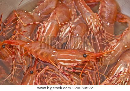 Bol de crevettes vivantes fraîches