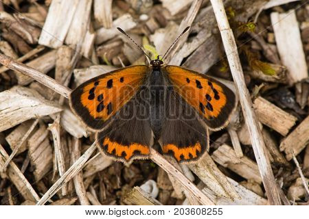 Small copper butterfly (Lycaena phlaeas) dorsal view. Small butterfly in the family Lycaenidae at rest showing striking orange markings from above