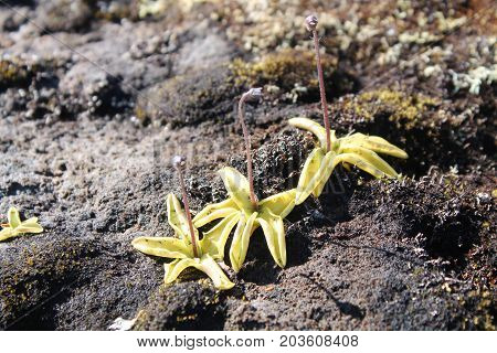 Common butterwort (Pinguicula vulgaris) is a perennial carnivorous plant