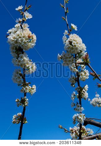 Peach trees flowers blooming in orchard at spring