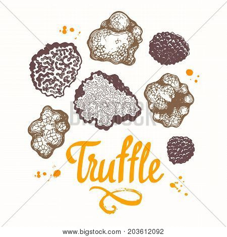 Vector illustration with set of mushrooms in sketch style. Hand-drawn illustration on white background. French delicatessen. Autumn forest harvest.