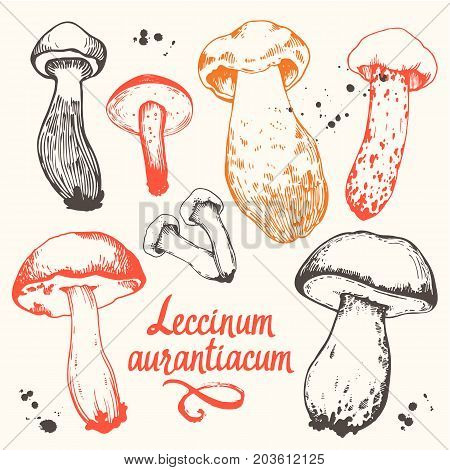 Vector illustration with set of mushrooms in sketch style. Hand-drawn leccinum aurantiacum on white background. Autumn forest harvest.