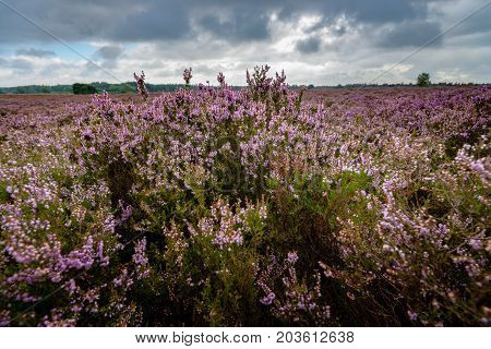 Blooming of beautiful heather flowers natural seasonal floral background on Dutch Veluwe renderklippe Heerde Epe