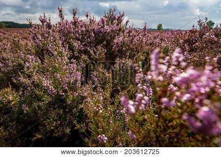 Blooming of beautiful heather flowers natural seasonal floral background on Dutch Veluwe renderklippe Heerde Epe