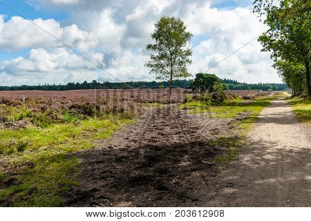 Sandpath in a pine forest with a lone birch tree. Nature landscape in the Netherlands with beautiful flowering heath full of purple flowers. Impressive white clouds with blue skies form a spectacular Dutch cloudy sky. A typical Dutch nature area captured