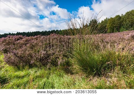View of Blooming heath landscape in September. Dutch Veluwe. Beautiful pile of clouds with Dutch skies. Renderklippen Heerde Epe.