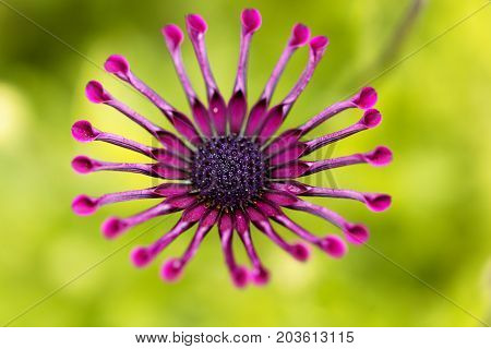Flower of a trailing African honeysuckle (Osteospermum fruticosum)