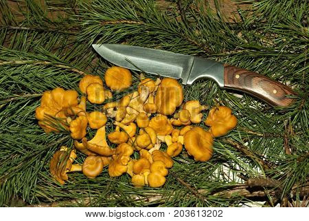 A bunch of chanterelles mushrooms and a tourist knife lie on coniferous branches on a table