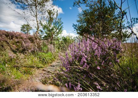 Purple flowering heaths and bushes on the Renderklippen near Epe Heerde on the Dutch Veluwe. The end of summer and the entrance of autumn.