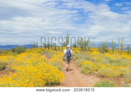Saguaro Cactus With Yellow Wild Flowers On The Mountain In The Arizona Desert Usa. Hiking In Springt