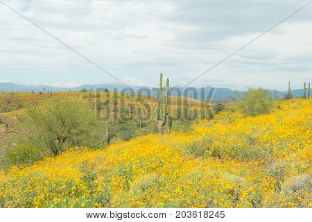 Saguaro Cactus With Yellow Wild Flowers On The Mountain In The Arizona Desert Usa.