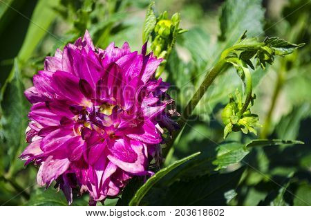 beautiful purple flower of the gergin in the garden