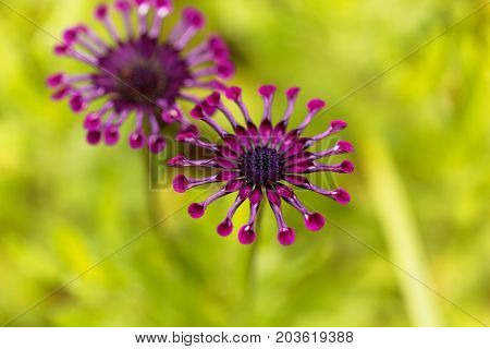 Flower of a trailing African honeysuckle (Osteospermum fruticosum)