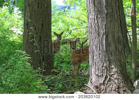 Two curious whitetail fawns looking out from the woods.