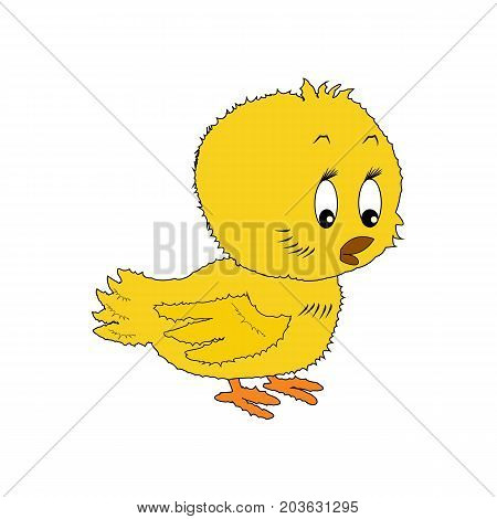 Cute Baby Chick Shows A Side Isolated On A White Background