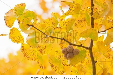 Yellow leaves of Ginkgo Biloba with fruits in Autumn season healing plant nature background at Tokyo Japan