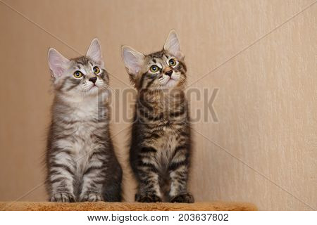 Two cute little kitty bobtail. Pets. Hypoallergenic cat breed. Portrait