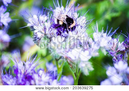 bumblebee sitting on a flower and collects nectar in the feelds