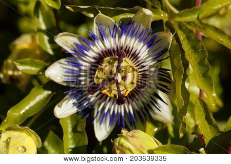 Detail of a common passion flower (Passiflora caerulea)