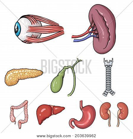 Human organs set icons in cartoon design. Big collection of human organs vector symbol stock illustration