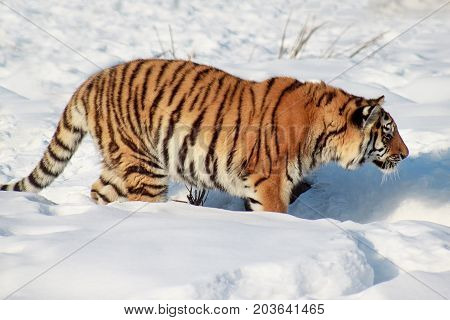 Wild siberian tiger is following its prey. Animals in wildife.