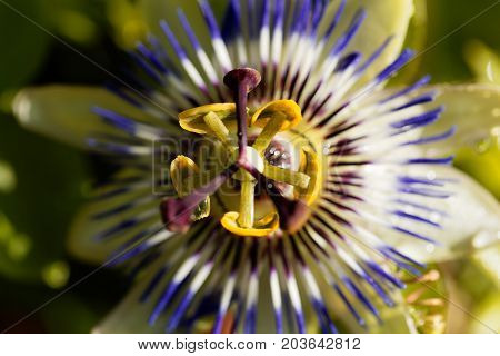 Detail of a common passion flower (Passiflora caerulea)