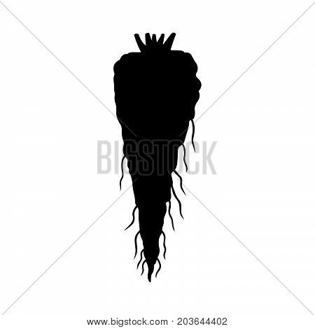 Parsnip root (Pastinaca sativa) ( shade picture )